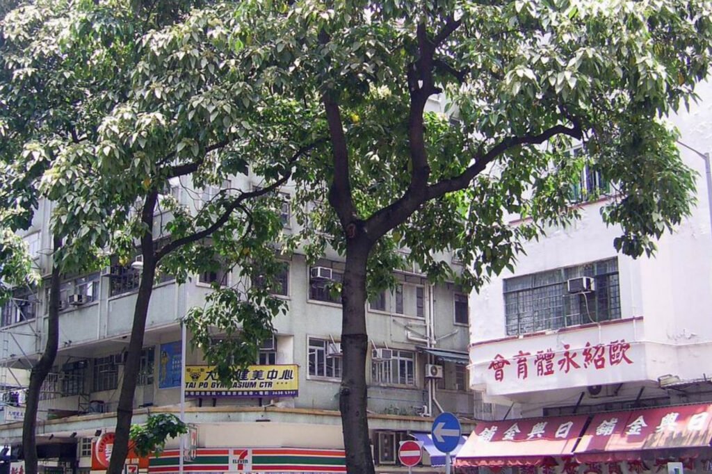 Gambar Pohon Kemiri di Hong Kong